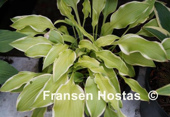 Hosta Fresh